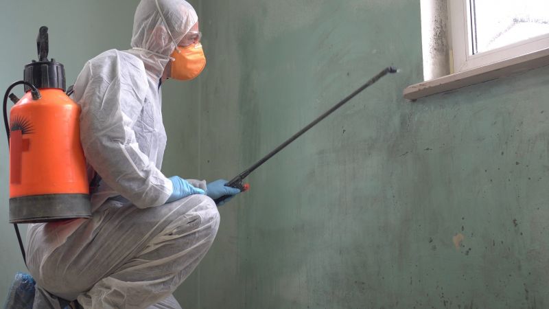Black Mold Removal in Fort Worth, TX