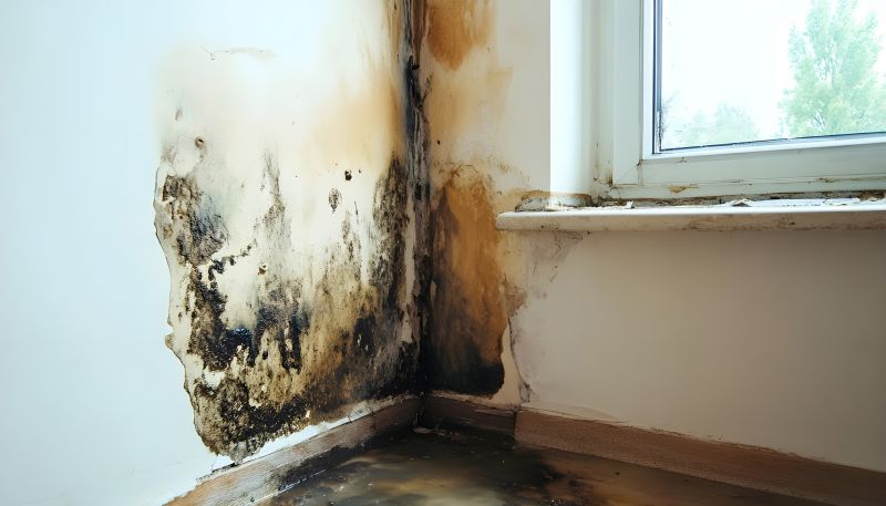 Mold Removal in Fort Lauderdale, FL