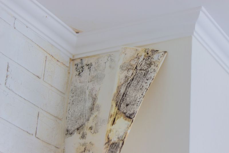 Mold Restoration in Broward County, FL