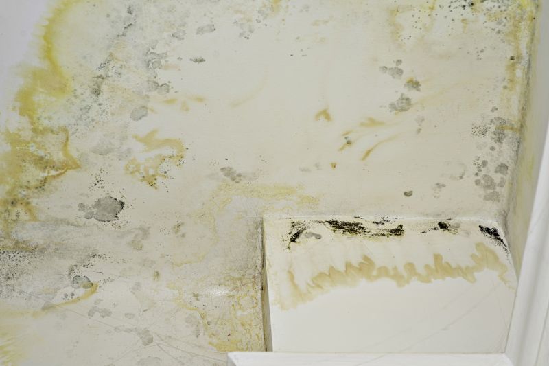 Mold Treatment Service in Bergen County, NJ