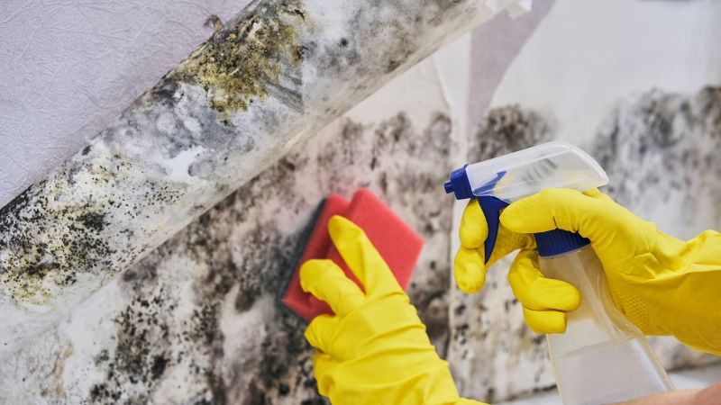 Mold Treatment Service in Broward County, FL
